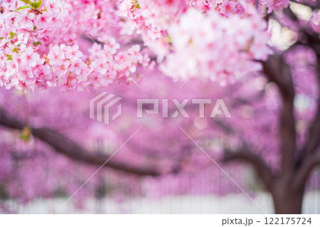 京都市伏見区淀水路に咲く春を告げる河津桜を撮影 122175724