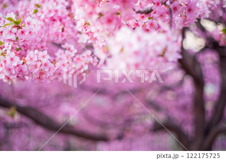 京都市伏見区淀水路に咲く春を告げる河津桜を撮影 122175725