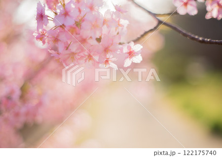京都市伏見区淀水路に咲く春を告げる河津桜を撮影 京都市伏見区淀水路に咲く春を告げる河津桜を撮影 122175740