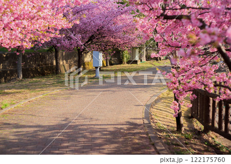 京都市伏見区淀水路に咲く春を告げる河津桜を撮影 京都市伏見区淀水路に咲く春を告げる河津桜を撮影 122175760