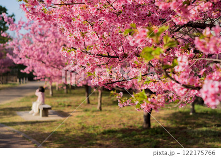 京都市伏見区淀水路に咲く春を告げる河津桜を撮影 京都市伏見区淀水路に咲く春を告げる河津桜を撮影 122175766