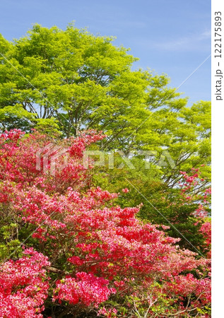 那須高原・八幡のヤマツツジ群生地 122175893
