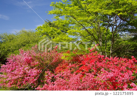 那須高原・八幡のヤマツツジ群生地 122175895