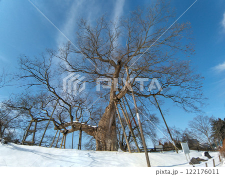 福島県会津若松市高瀬の大ケヤキ 福島県会津若松市高瀬の大ケヤキ 122176011