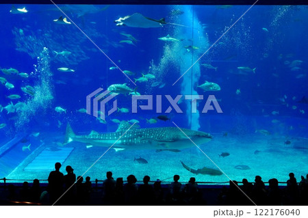 美ら海水族館 122176040