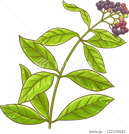 Allspice Plant with Berries and Leaves Colored Detailed Illustration. Organic natural nutritional healthy spicy ingredient. Allspice Plant with Berries and Leaves Colored Detailed Illustration. Organic natural nutritional healthy spicy ingredient. 122176081