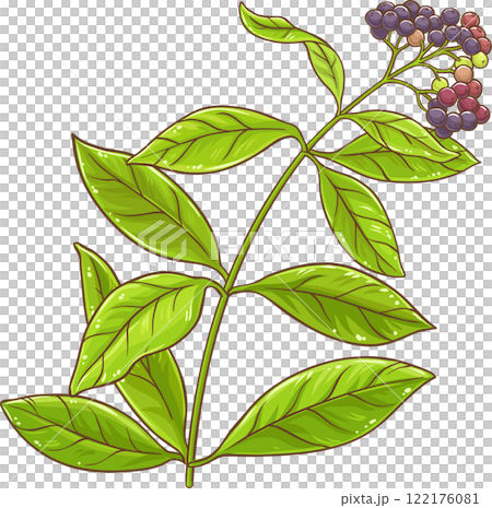 Allspice Plant with Berries and Leaves Colored Detailed Illustration. Organic natural nutritional healthy spicy ingredient. Allspice Plant with Berries and Leaves Colored Detailed Illustration. Organic natural nutritional healthy spicy ingredient. 122176081