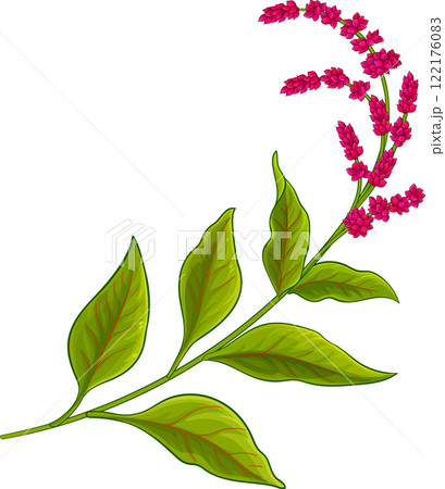 Amaranth  Plant with Flowers  and Leaves Colored Detailed Illustration 122176083
