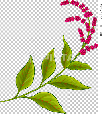 Amaranth  Plant with Flowers  and Leaves Colored Detailed Illustration 122176083