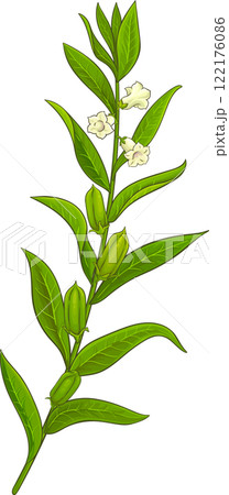 Sesame Branch with Flowers and Leaves Colored Detailed Illustration. 122176086