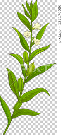 Sesame Branch with Flowers and Leaves Colored Detailed Illustration. 122176086