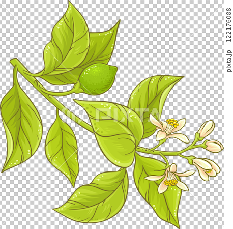 Lemon Branch with Flowers and Leaves Colored Detailed Illustration. Organic natural nutritional healthy food ingredient, vegetarian diet product Lemon Branch with Flowers and Leaves Colored Detailed Illustration. Organic natural nutritional healthy food ingredient, vegetarian diet product 122176088