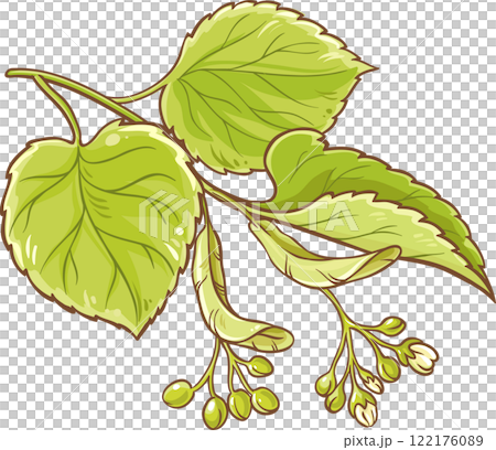 Linden Branch with Flowers and Leaves Colored Detailed Illustration. Linden Branch with Flowers and Leaves Colored Detailed Illustration. 122176089