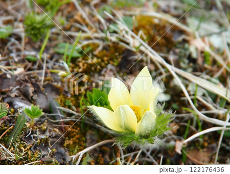 八ヶ岳のツクモグサ 122176436