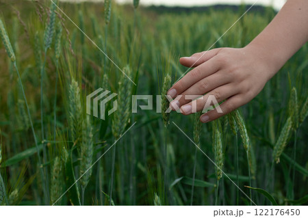 Woman farmer walks through a wheat field at sunset, touching green ears of wheat with his hands. Hand farmer is touching ears of wheat on field in sun, inspecting her harvest. Agricultural business. 122176450