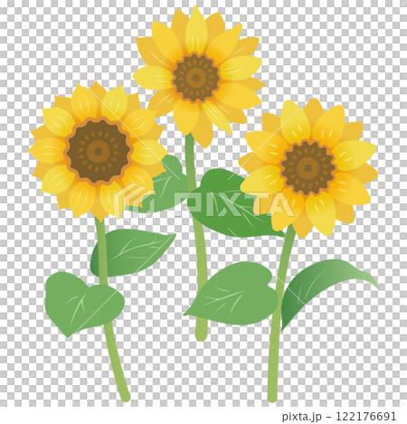 簡單的夏季材料，向日葵盛開 122176691