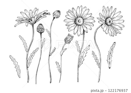 A set of flowering plant daisy blooms, buds and...のイラスト素材 [122176937