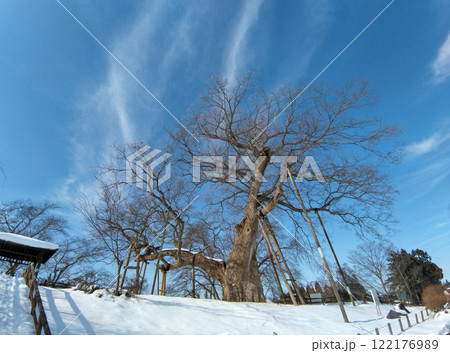 福島県会津若松市高瀬の大ケヤキ 福島県会津若松市高瀬の大ケヤキ 122176989