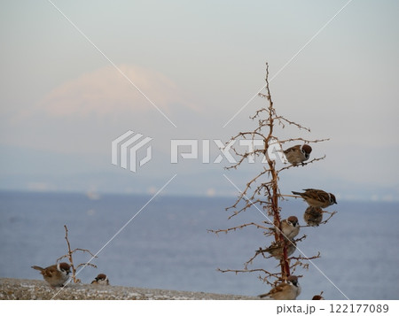 富士山の背景ですずめが枝にとまっている 富士山の背景ですずめが枝にとまっている 122177089