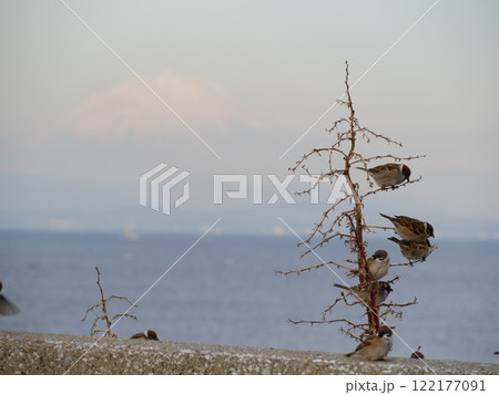 富士山の背景ですずめが枝にとまっている 122177091