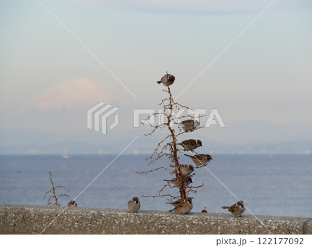 富士山の背景ですずめが枝にとまっている 富士山の背景ですずめが枝にとまっている 122177092