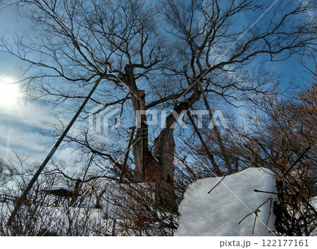 福島県会津若松市高瀬の大ケヤキ 福島県会津若松市高瀬の大ケヤキ 122177161