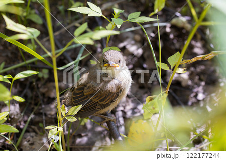 The marsh warbler bird.Tiny chick.The bird is hiding in the grass The marsh warbler bird.Tiny chick.The bird is hiding in the grass 122177244