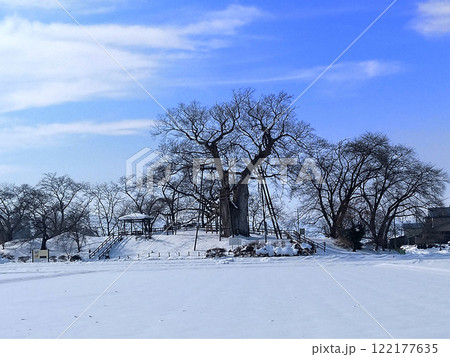福島県会津若松市高瀬の大ケヤキ 122177635