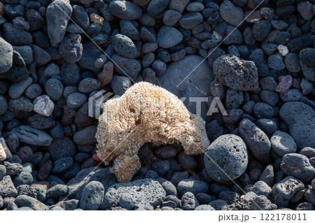 Volcanic rocks and a sponge, Lanzarote, Spain 122178011