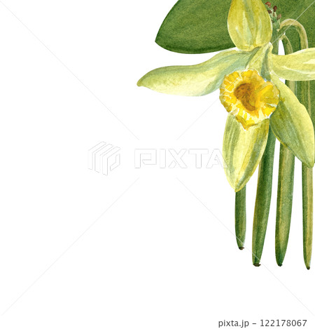 Vanilla orchid flower and beans watercolor corner frame isolated on white background. High quality hand drawn design element perfect for spice box, cafe menu, food packaging, recipes, label and logo 122178067