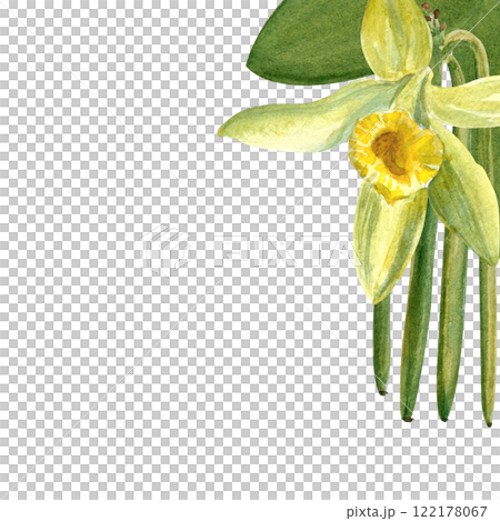 Vanilla orchid flower and beans watercolor corner frame isolated on white background. High quality hand drawn design element perfect for spice box, cafe menu, food packaging, recipes, label and logo 122178067