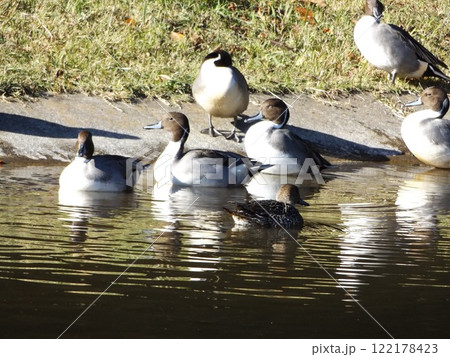 稲毛海浜公園浜ノ池の冬の渡り鳥オナガガモ 122178423