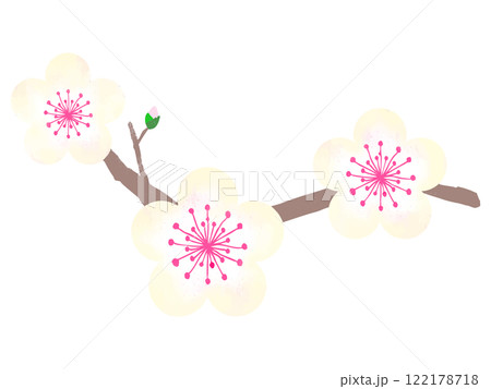 水彩風の白い梅の花 水彩風の白い梅の花 122178718