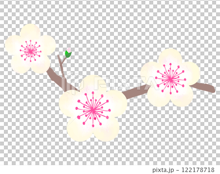 水彩風の白い梅の花 水彩風の白い梅の花 122178718