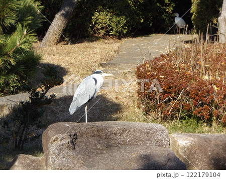 稲毛海浜公園浜ノ池に飛来した大型サギのアオサギ 稲毛海浜公園浜ノ池に飛来した大型サギのアオサギ 122179104
