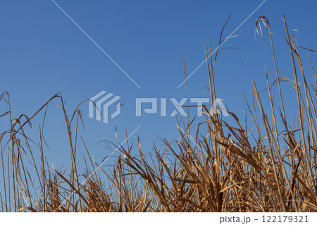 干潟のアシ原のはるか上空の青空を飛行機が飛んでいく 122179321