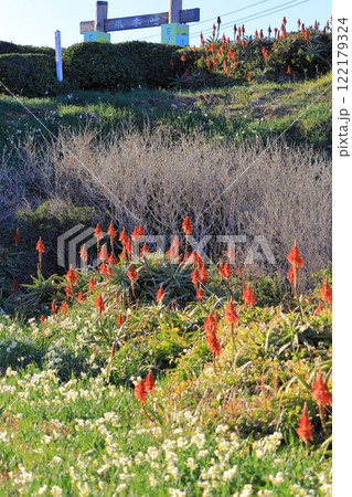 静岡県伊豆「下田爪木崎水仙まつり」 122179324