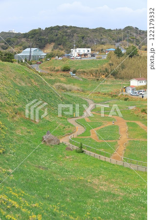 静岡県伊豆「下田爪木崎水仙まつり」 静岡県伊豆「下田爪木崎水仙まつり」 122179332
