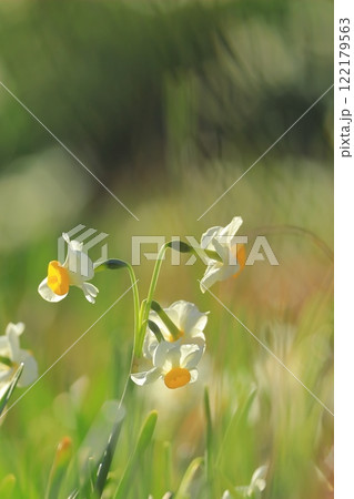 静岡県伊豆「下田爪木崎水仙まつり」 122179563