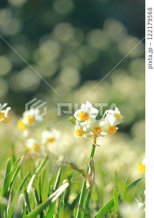 静岡県伊豆「下田爪木崎水仙まつり」 122179568