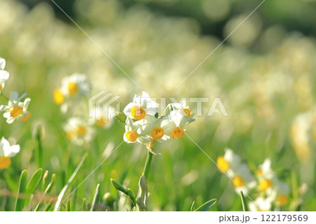 静岡県伊豆「下田爪木崎水仙まつり」 122179569