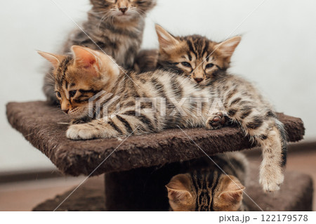 Three cute bengal kittens laying on a soft cat's shelf of a cat's house. Three cute bengal kittens laying on a soft cat's shelf of a cat's house. 122179578