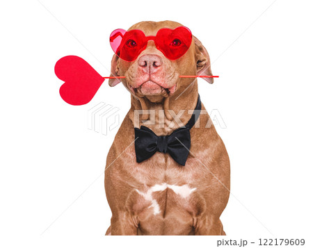 Happy Valentine's Day. Stylish dog and red sunglasses Happy Valentine's Day. Stylish dog and red sunglasses 122179609