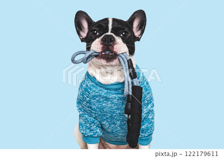 Lovable, pretty puppy with a leash in his mouth 122179611