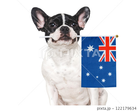 Lovable, charming puppy and Australian Flag. Studio shot Lovable, charming puppy and Australian Flag. Studio shot 122179634