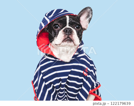 Cute puppy and hoodie. Close up, indoors 122179639