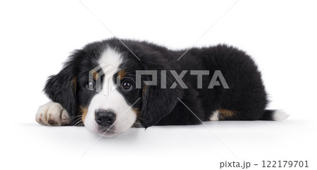 Bernese Mountaindog puppy on white 122179701