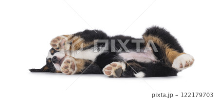 Bernese Mountaindog puppy on white 122179703