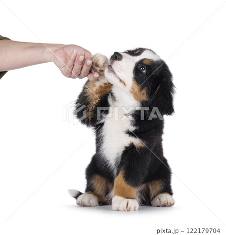 Bernese Mountaindog puppy on white 122179704