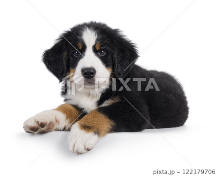 Bernese Mountaindog puppy on white Bernese Mountaindog puppy on white 122179706